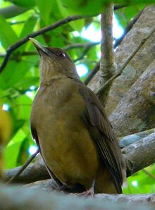 Clay Colored Robin